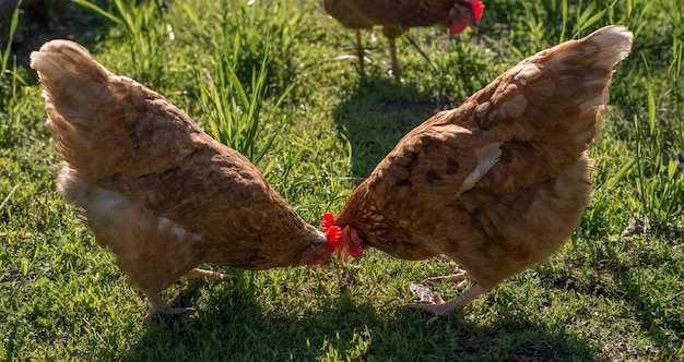 2 galline rosse in cerca di cibo nell'erba