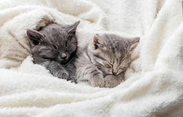 2 gattini assonnati con zampe dormono comodamente in una coperta bianca. Gatti delle coppie della famiglia che riposano insieme Due grigio e tabby bellissimo gattino domestico innamorato che si abbraccia. Banner web lungo con spazio di copia.
