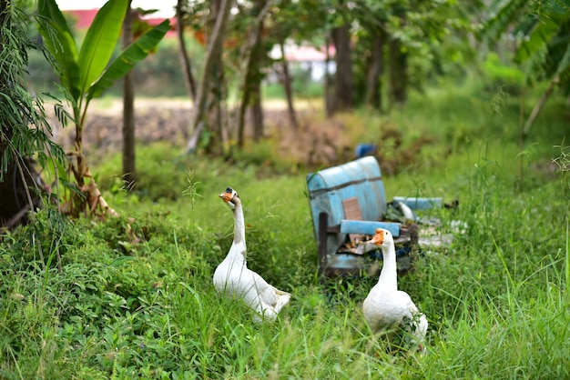 2 gooses camminano nel giardino alla sera.