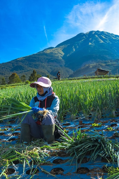 2 luglio 2022 La raccolta del cipollotto Dusun Butuh Magelang Indonesia