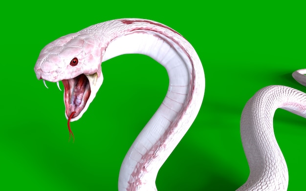 3d Albino King Cobra Snake Il velenoso più lungo del mondo