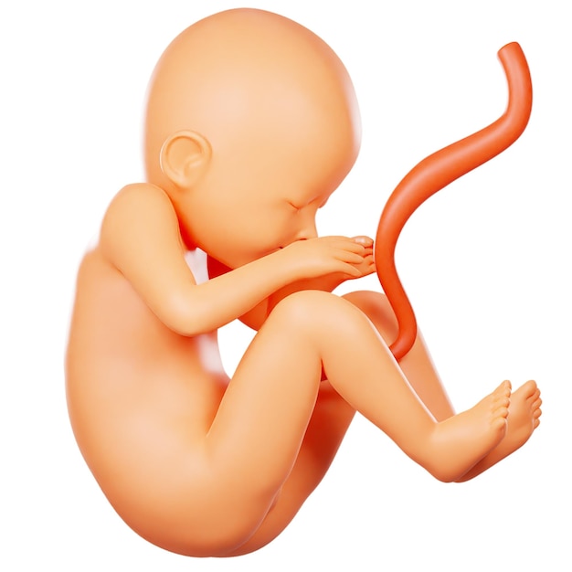 3D Fetal Development Model for Kids Education