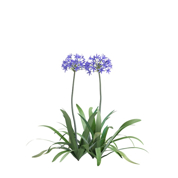 3d illustrazione di Agapanthus umbelatus fioritura isolati su sfondo bianco