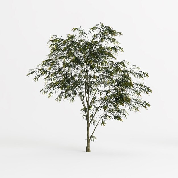 3d illustrazione di agonis flexuosa albero isolato su sfondo bianco