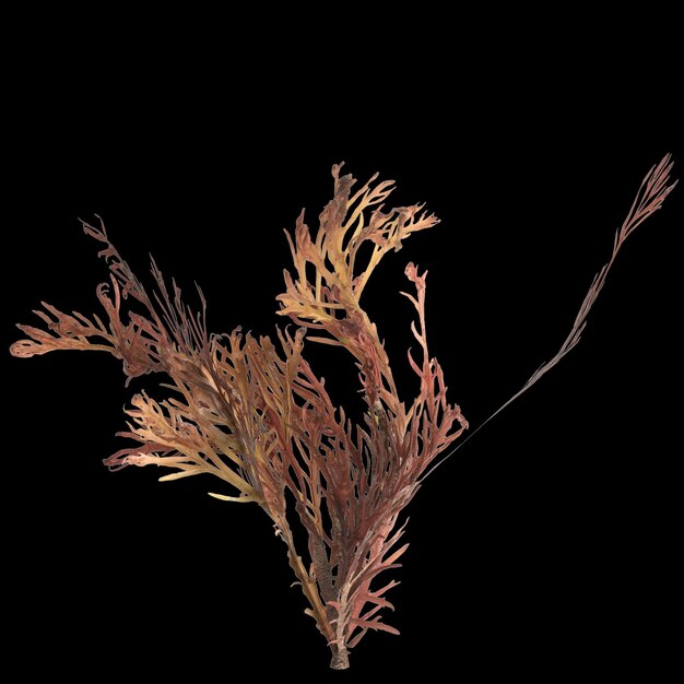 3d illustrazione di alghe sargassum isolati su sfondo nero