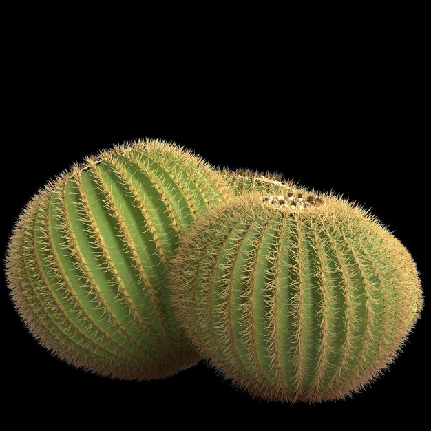 3d illustrazione di echinocactus grusonii bush isolato su sfondo nero