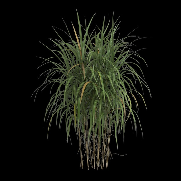 3d illustrazione di miscanthus giganteus cespuglio isolato su sfondo nero