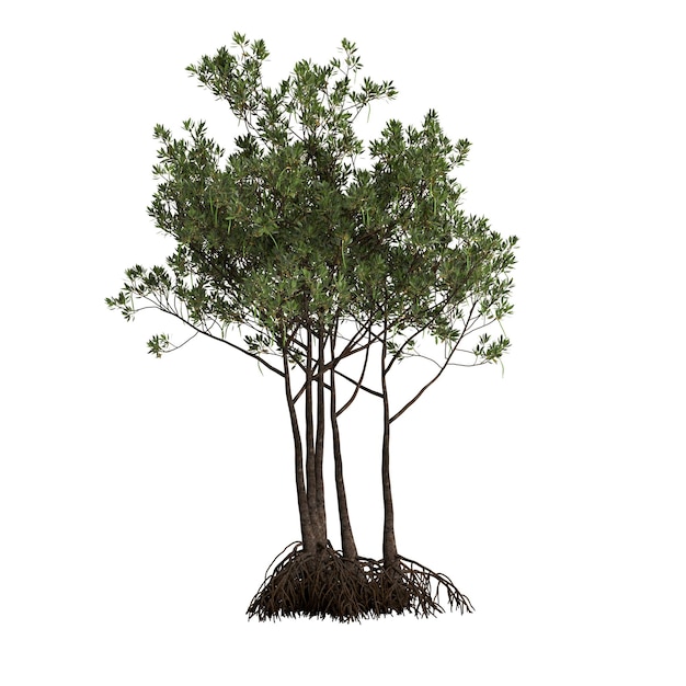 3d illustrazione di rhizophora apiculata albero isolato su sfondo bianco