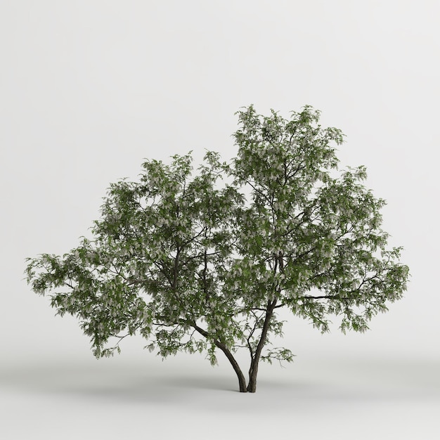 3d illustrazione di Robinia pseudoacacia treeisolated su sfondo bianco