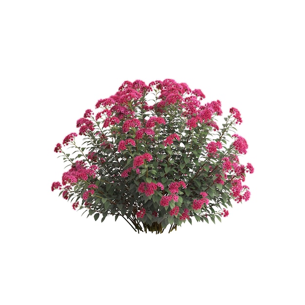 3d illustrazione di Spirea Japonica isolati su sfondo bianco