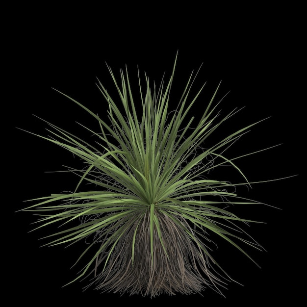 3d illustrazione di yucca elata isolati su sfondo nero
