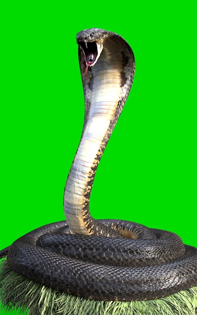 3d King Cobra Black Snake Il serpente velenoso più lungo del mondo