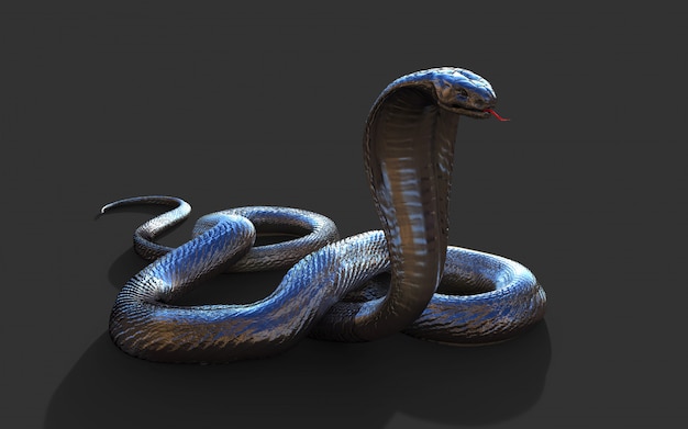 3d King Cobra Il serpente velenoso più lungo del mondo