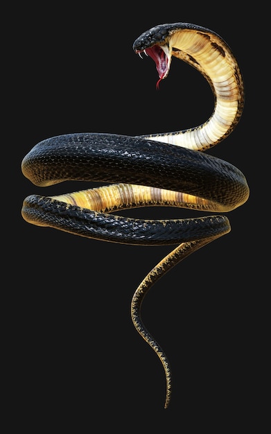 3D King Cobra isolato sul nero