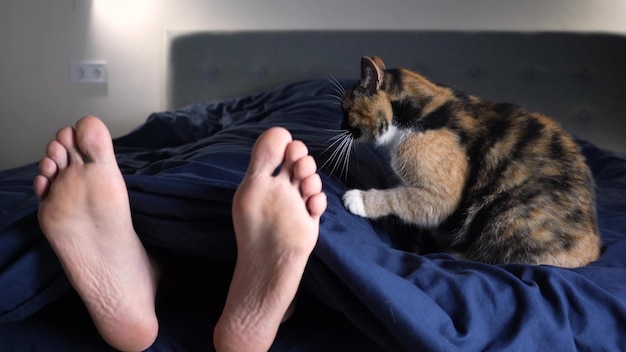 4k gatto a tre semi prepara un posto dove dormire nel letto accanto ai piedi del proprietario Primo piano video macro Concetto di sonno del gatto