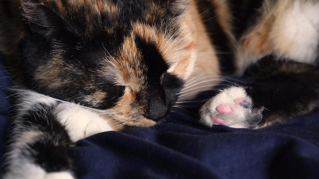 4k gatto threesuited con gli occhi verdi si sveglia Primo piano video macro Concetto di sonno del gatto