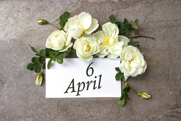 6 aprile. Giorno 6 del mese, data del calendario. Bordo di rose bianche su sfondo grigio pastello con data di calendario. Mese primaverile, concetto di giorno dell'anno.