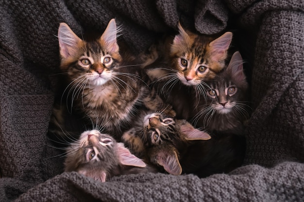 6 gattini Maine Coon multicolori in una scatola con uno sguardo grigio plaid alla telecamera, vista dall'alto