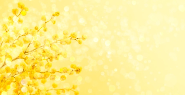 8 marzo o biglietto di auguri pasquale con ramo di mimosa gialla su sfondo giallo con luci bokeh