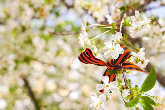 9 maggio nastro festivo di StGeorge e fiori di ciliegio sfondo naturale primaverile Simbolo del giorno della vittoria