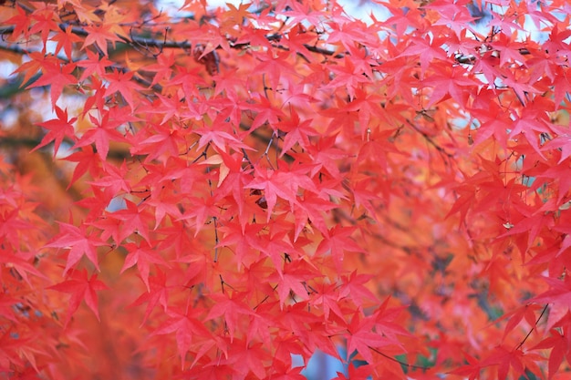 A alberi di acero con foglie rosse closeup sfondo autunnale