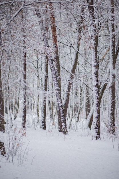 A alberi nella neve in inverno