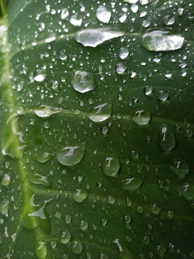 A close up of a green leaf with water droplets on it