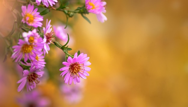 a Fiori di rosa su uno sfondo giallo d'autunno Focus selettivo