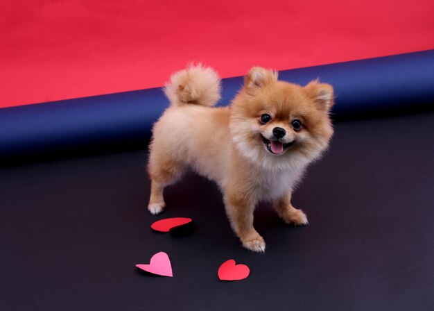 A forma di cuore in Valentin Day e Little Dog.