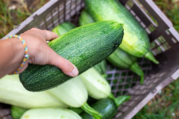 A gardener collects ripe green zucchini and puts them in a box Harvesting vegetables in the garden