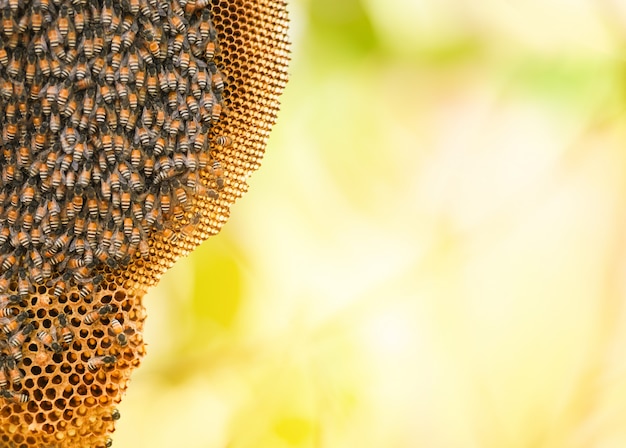 A nido d&#39;ape su albero e sciame honey bee su pettine alveare sulla natura
