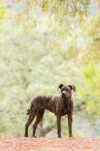 A passeggio con il mio cane