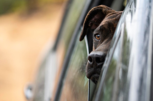 A passeggio con il mio cane