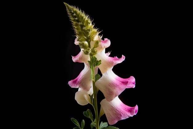 a photo Bocca di leone fiore bianco e viola in sfondo nero