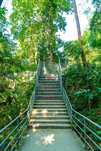 a piedi nella foresta a Canopy passeggiate al giardino botanico Queen Sirikit Chiang Mai, Thailandia