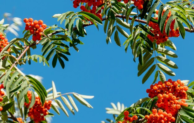 A rami di sorbo con banner di bacche rosse Autunno e sfondo naturale Banner autunnale con bacche di sorbo e foglie Copia spazio