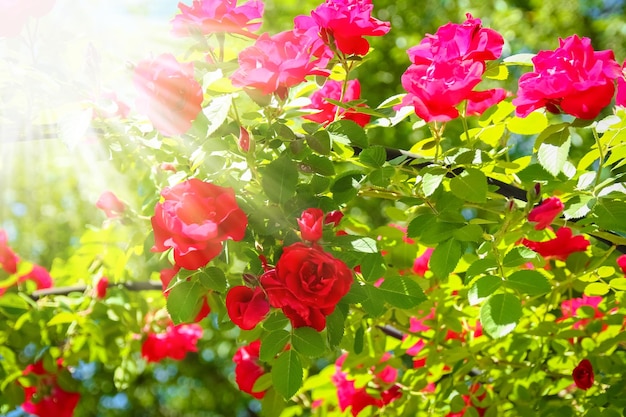 A Roses in un parco naturale contro un cielo blu