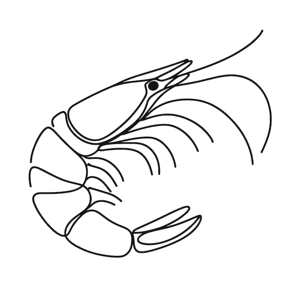 A shrimp is shown in a black and white drawing