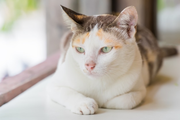 A strisce con un gatto bianco