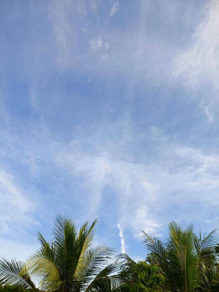 A view of a blue sky with palm trees and a plane trail in the sky.