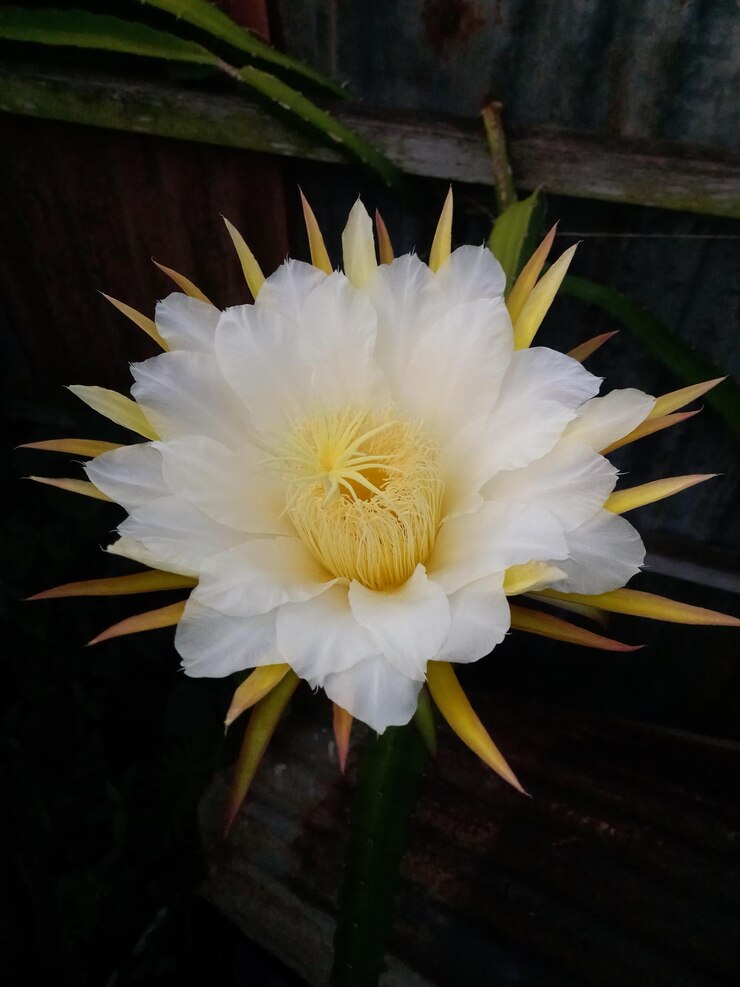 A white flower with yellow center and white petals