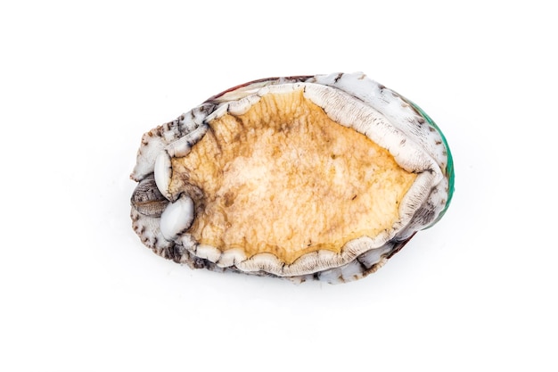 Abalone crudo su fondo bianco