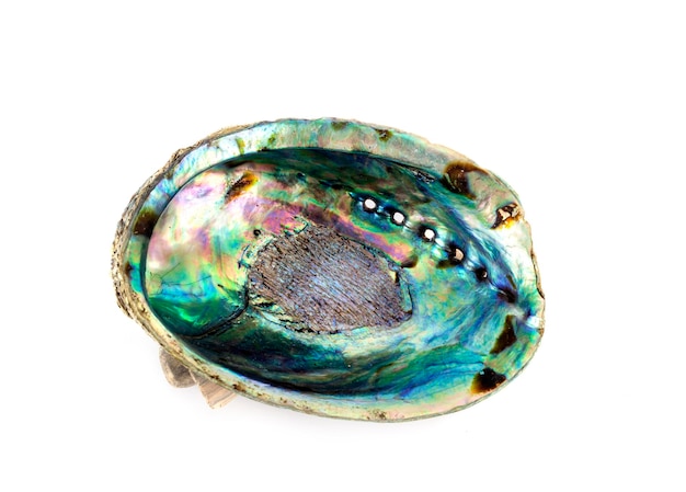 Abalone in studio