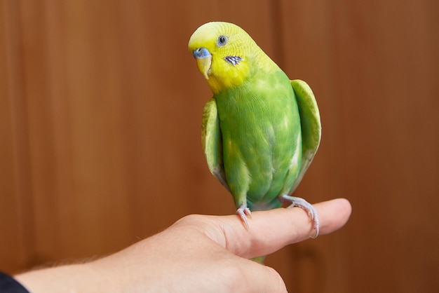 Abbastanza giallo e verde pappagallo parrocchetto seduto su un dito con un interno di casa Copia spazio