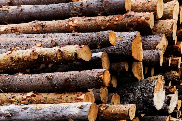 Abbattimento illegale di alberi nel concetto di ecologia forestale