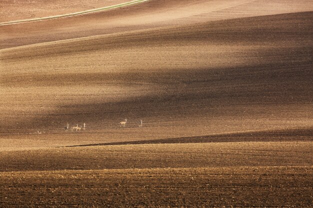 Abbellisca con il gruppo di piccoli cervi sui campi coltivati nella Moravia del sud, repubblica Ceca.