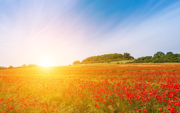 Abbellisca con il tramonto piacevole sopra il campo del papavero