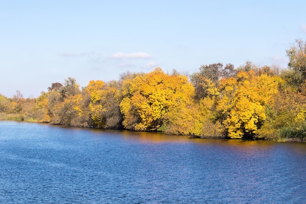 Abbellisca gli alberi gialli sulle rive di un grande fiume