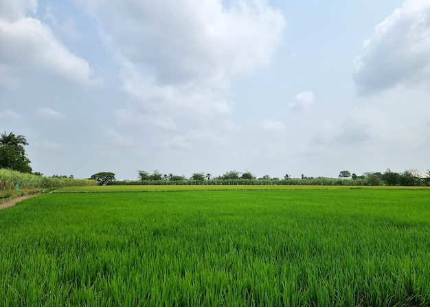 Abbellisca il campo di riso sul fondo del cielo blu e della nuvola