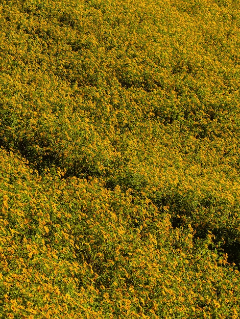 Abbellisca il giacimento del girasole messicano di Tung Bua Tong del fiore della natura, Mae Hong Son, Tailandia